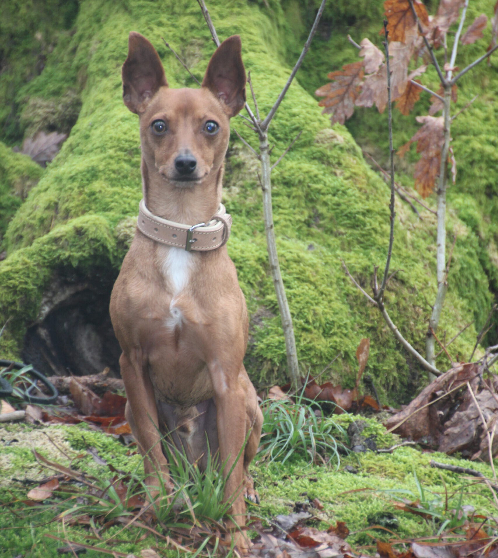 Hundeschule Spürnasen in Köln. Fundiertes Wissen, gezielte Erziehung und artgerechte Beschäftigung.