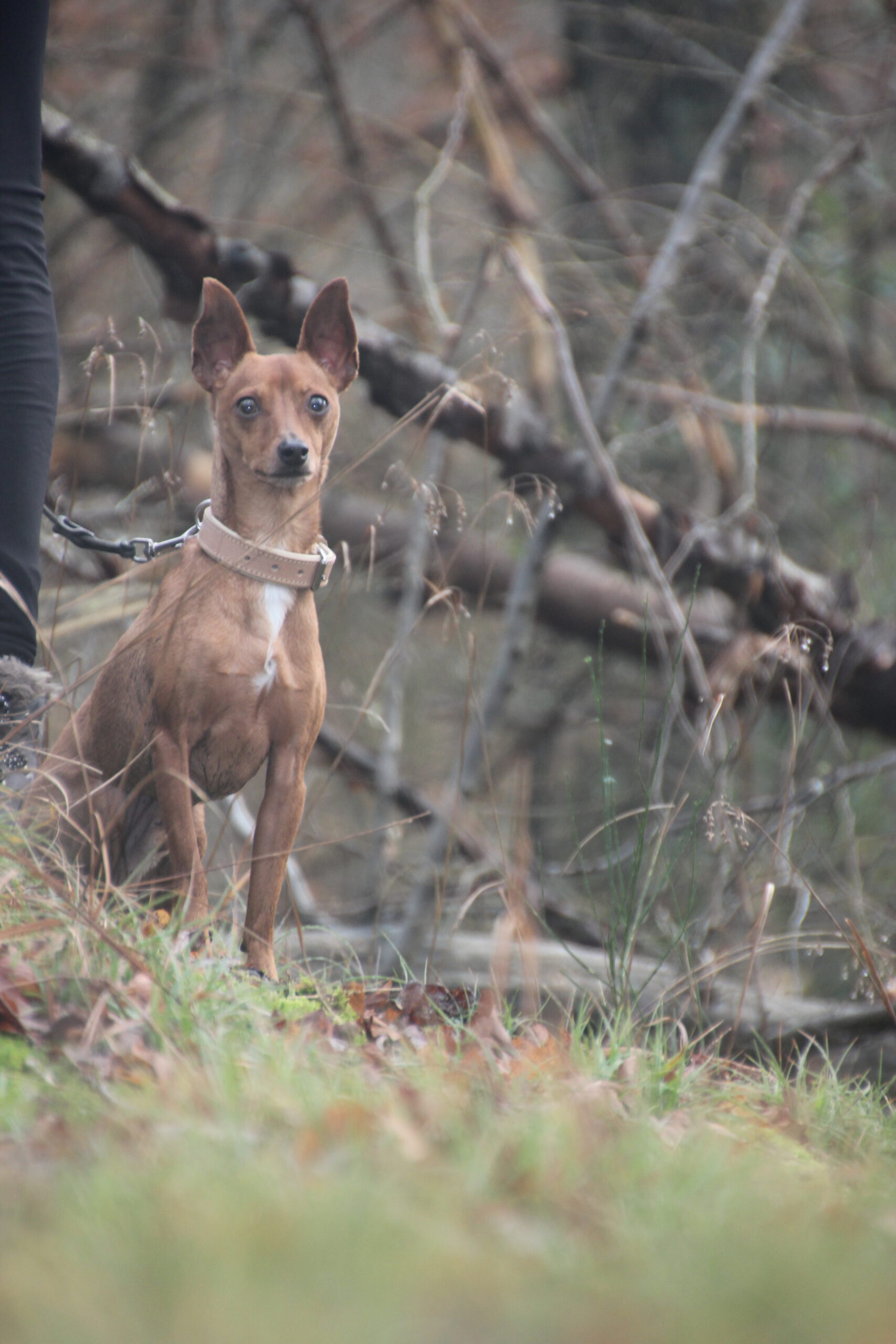 Hundeschule Spürnasen in Köln. Fundiertes Wissen, gezielte Erziehung und artgerechte Beschäftigung.