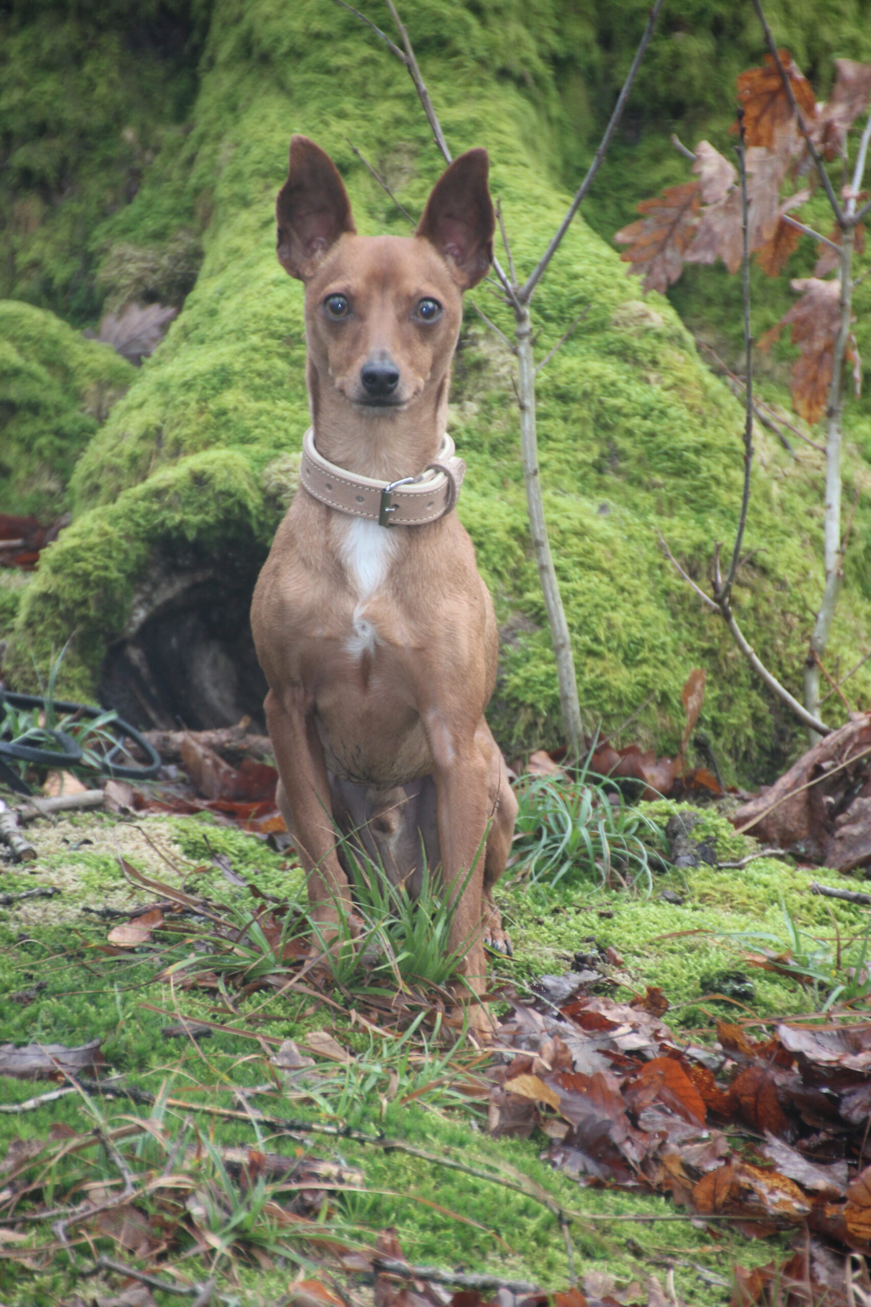 Hundeschule Spürnasen in Köln. Fundiertes Wissen, gezielte Erziehung und artgerechte Beschäftigung.