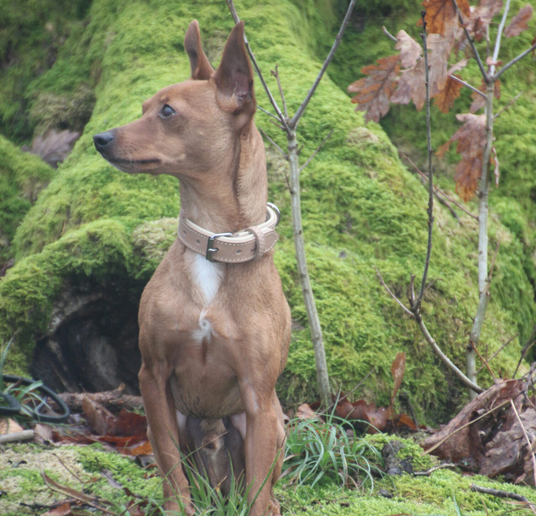 Hundeschule Spürnasen in Köln. Fundiertes Wissen, gezielte Erziehung und artgerechte Beschäftigung.