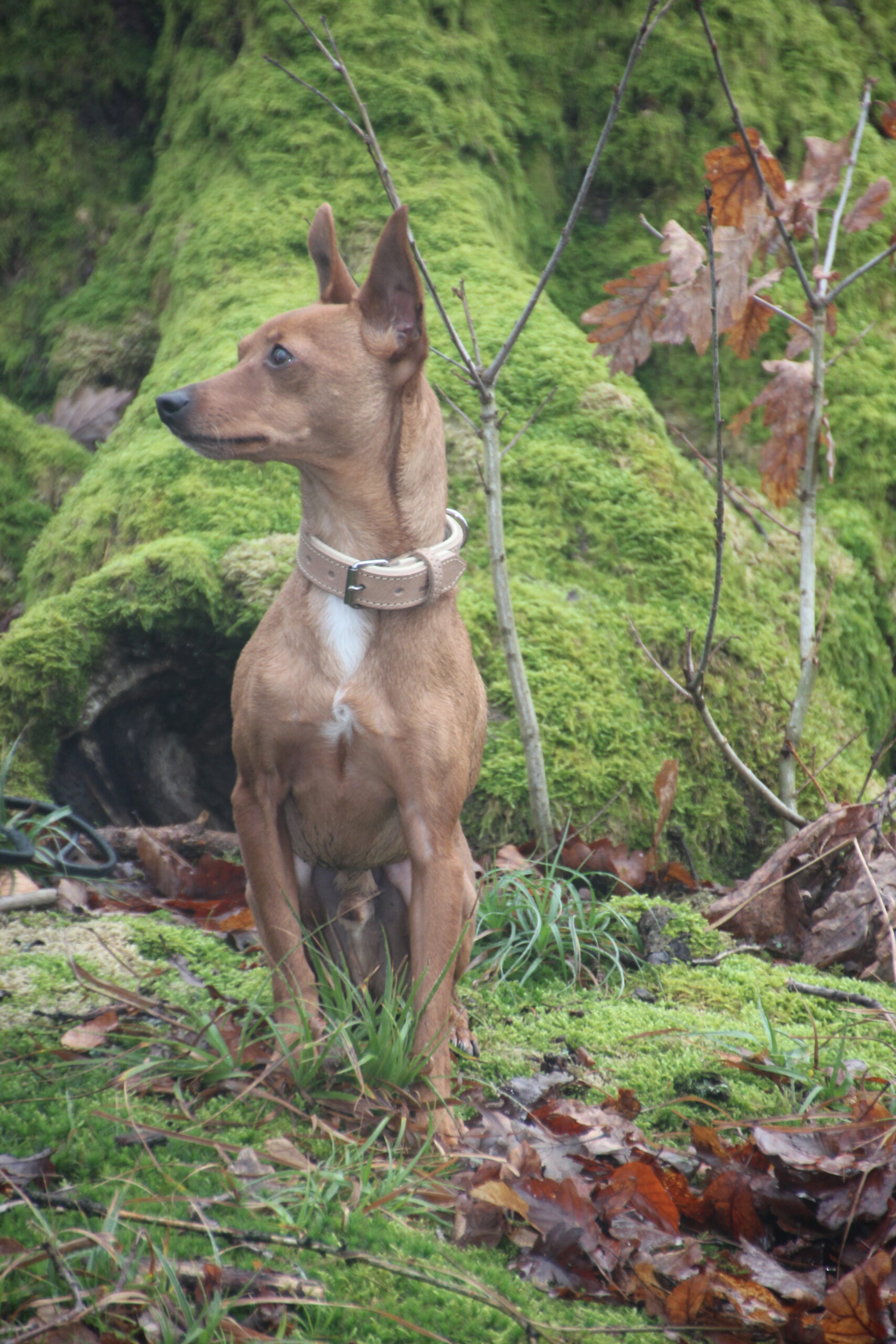 Hundeschule Spürnasen in Köln. Fundiertes Wissen, gezielte Erziehung und artgerechte Beschäftigung.