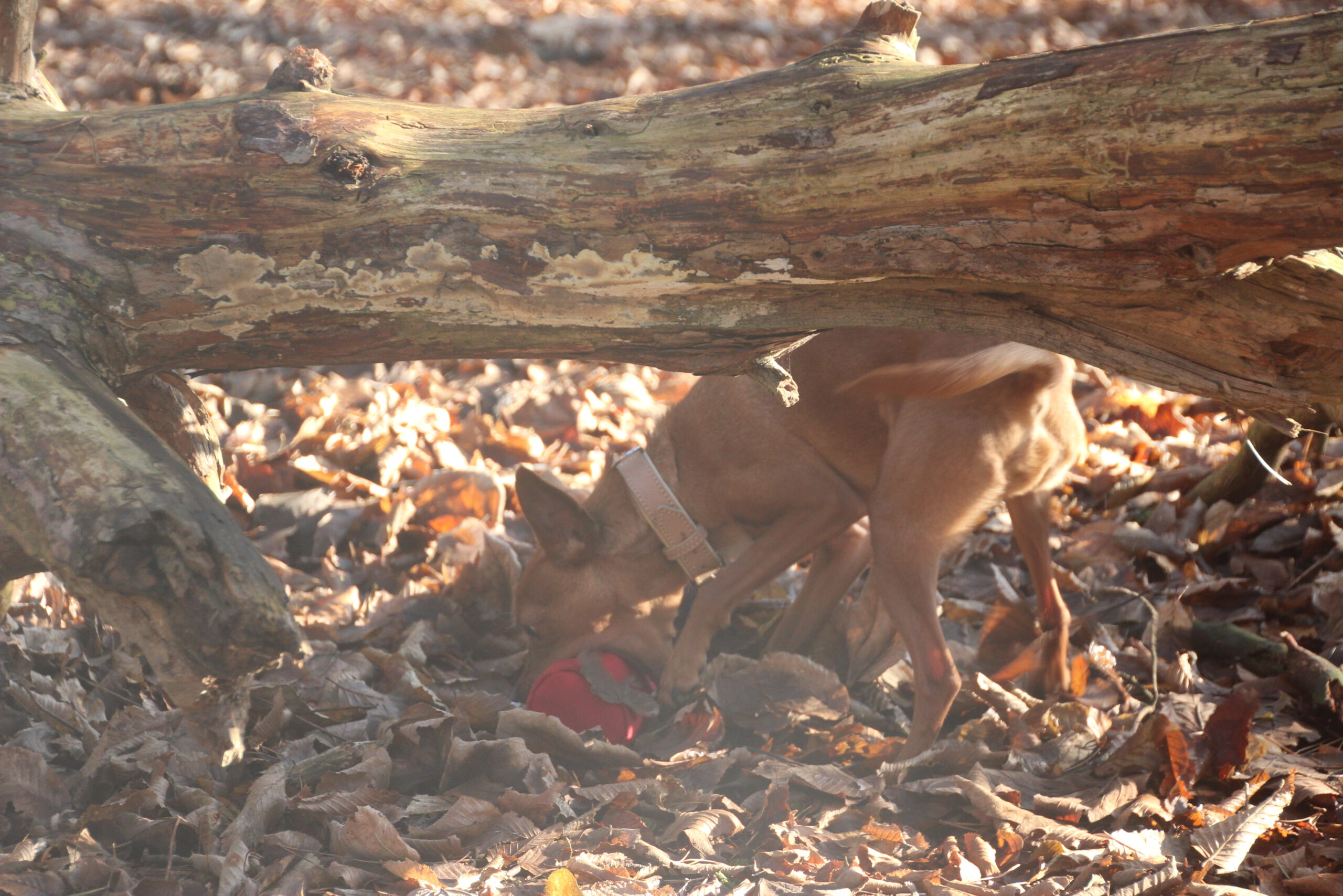 Hundeschule Spürnasen in Köln. Fundiertes Wissen, gezielte Erziehung und artgerechte Beschäftigung.