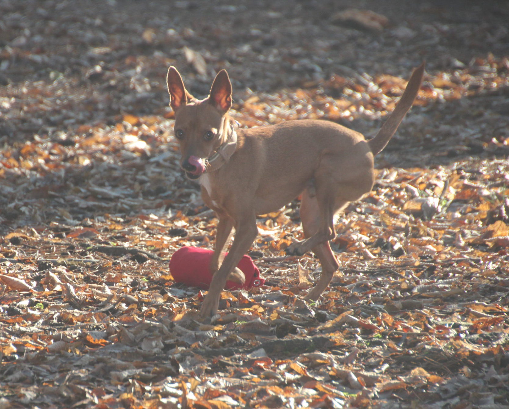 Hundeschule Spürnasen in Köln. Fundiertes Wissen, gezielte Erziehung und artgerechte Beschäftigung.