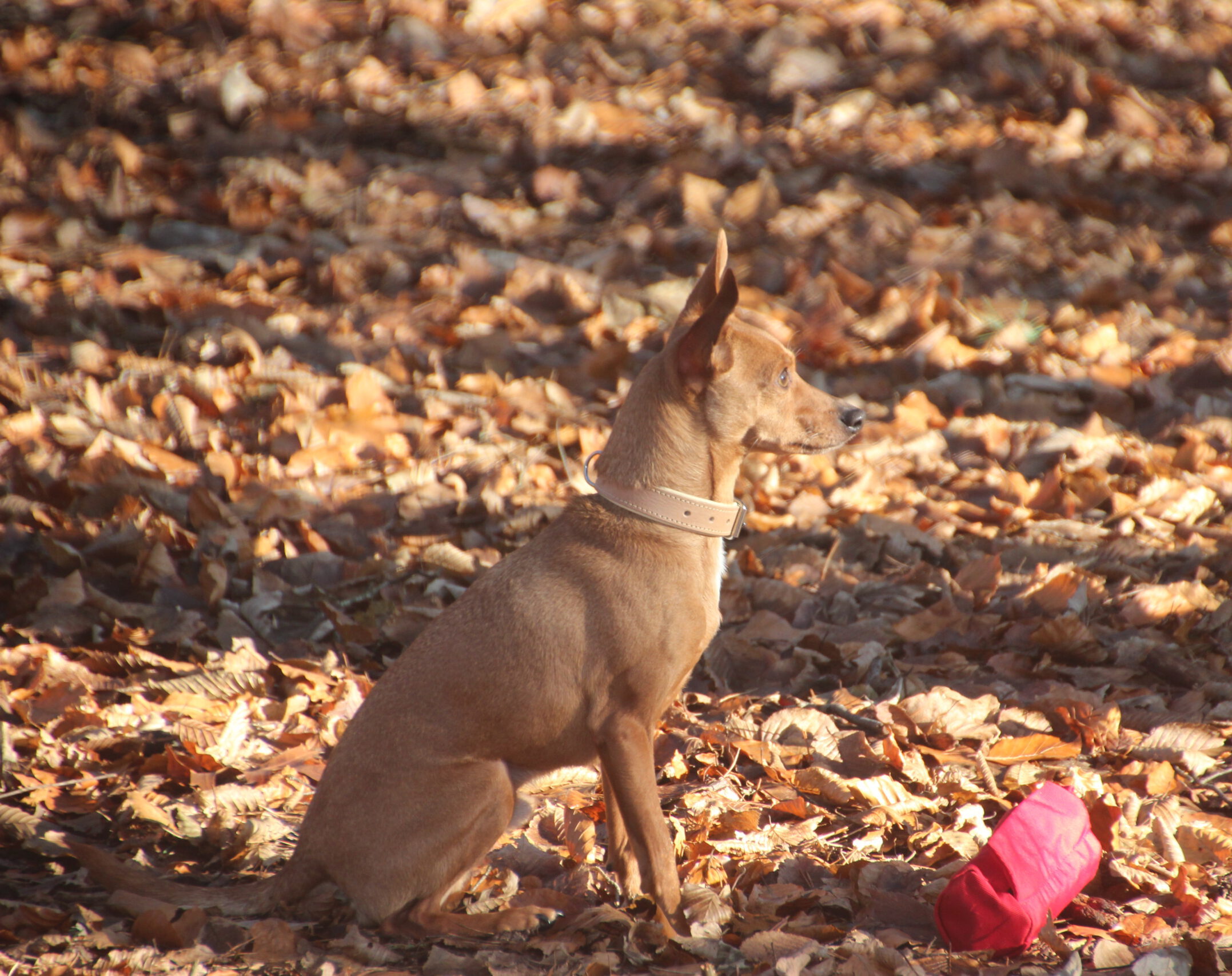 Hundeschule Spürnasen in Köln. Fundiertes Wissen, gezielte Erziehung und artgerechte Beschäftigung.
