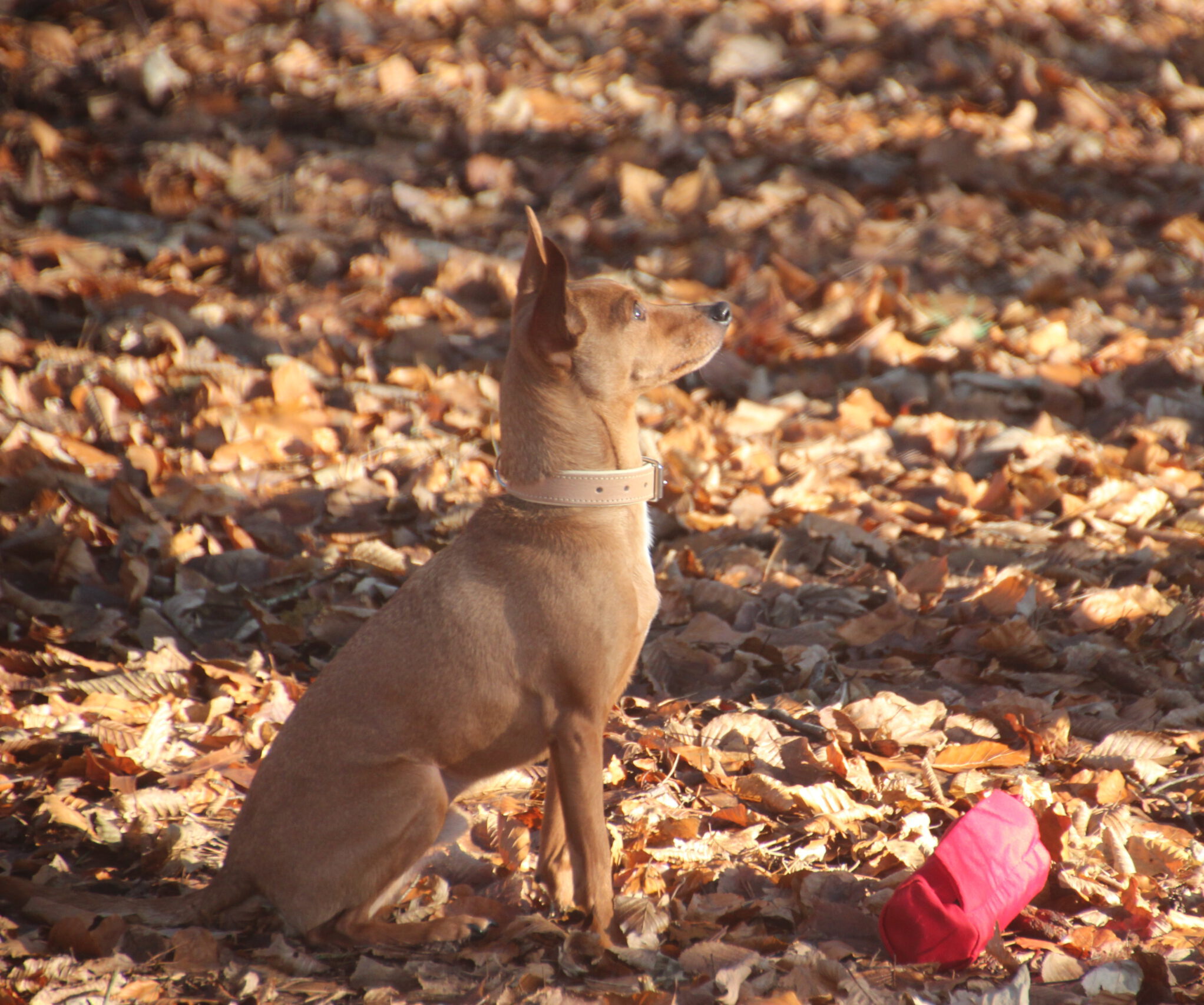 Hundeschule Spürnasen in Köln. Fundiertes Wissen, gezielte Erziehung und artgerechte Beschäftigung.