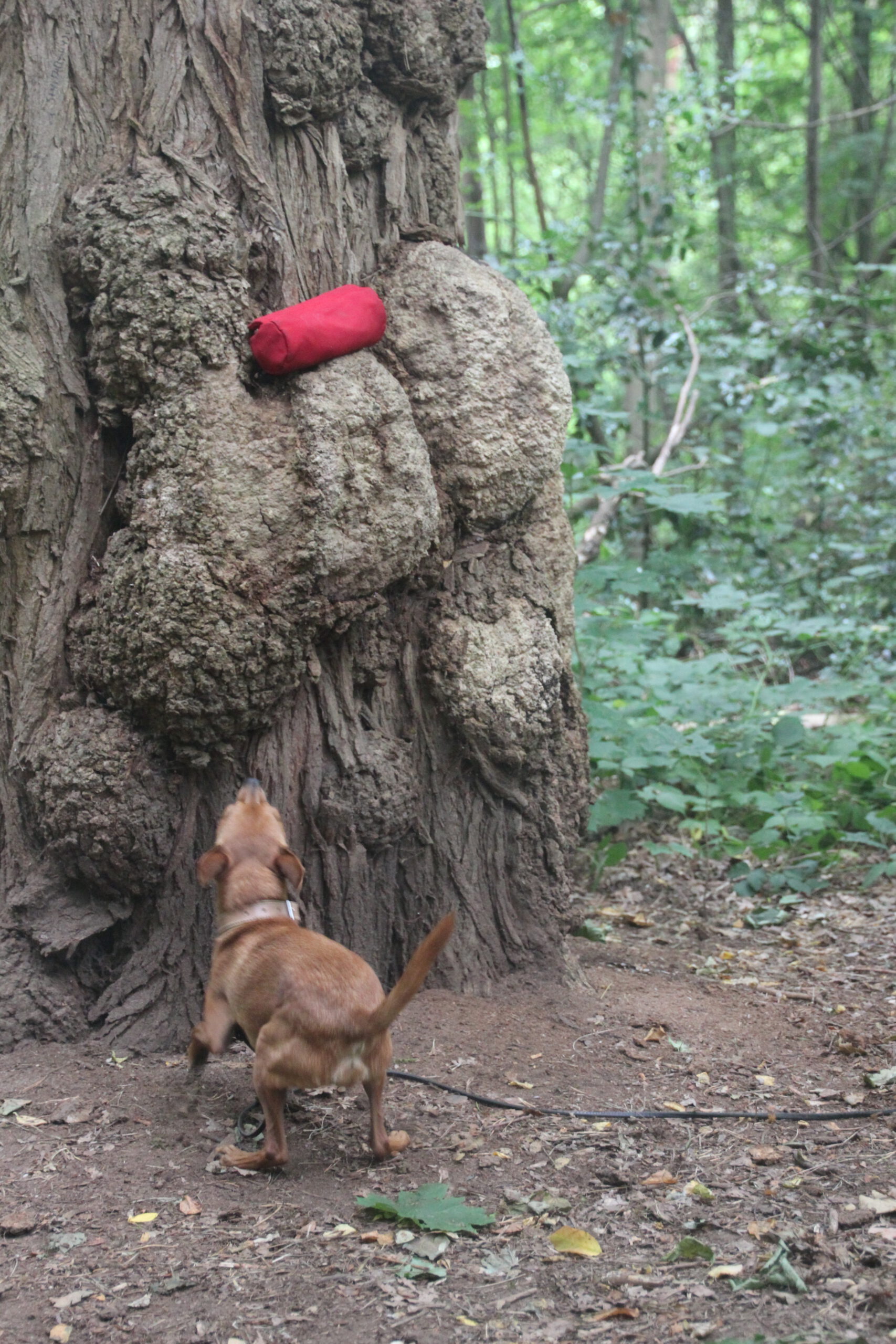 Hundeschule Spürnasen in Köln. Fundiertes Wissen, gezielte Erziehung und artgerechte Beschäftigung.