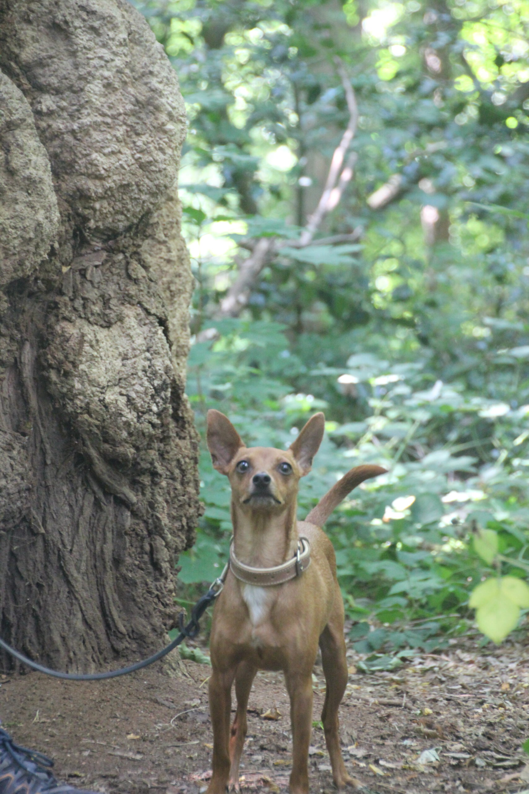 Hundeschule Spürnasen in Köln. Fundiertes Wissen, gezielte Erziehung und artgerechte Beschäftigung.