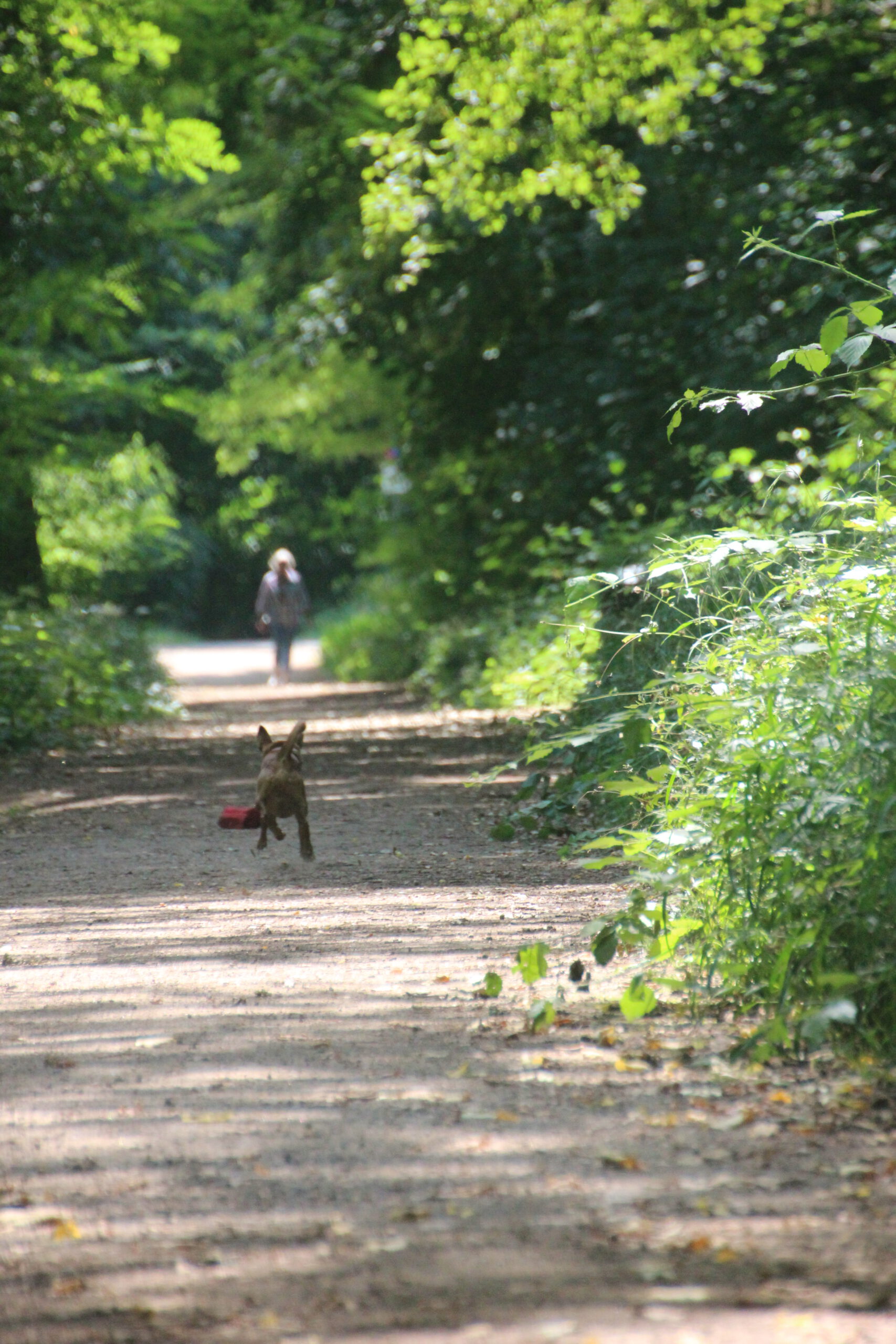 Hundeschule Spürnasen in Köln. Fundiertes Wissen, gezielte Erziehung und artgerechte Beschäftigung.