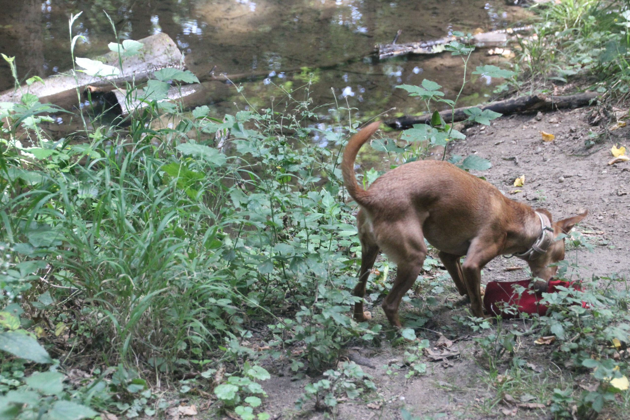 Hundeschule Spürnasen in Köln. Fundiertes Wissen, gezielte Erziehung und artgerechte Beschäftigung.